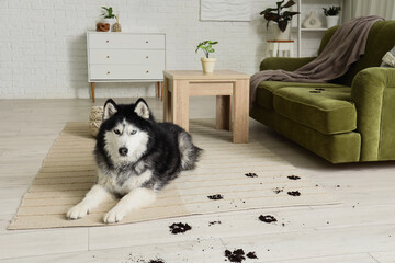 Husky dog lying on carpet with muddy paw prints in living room © Pixel-Shot