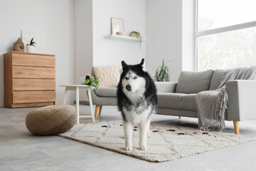 Cute Husky dog with muddy paw prints on carpet in living room © Pixel-Shot