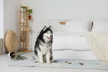 Cute Husky dog with muddy paw prints on carpet in bedroom © Pixel-Shot