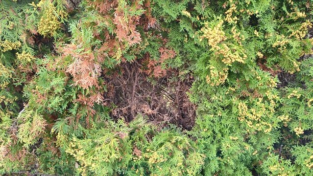 Browning arborvitae hedge showing dieback and plant stress