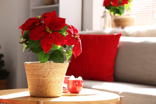 Christmas flower poinsettia with cocoa drink on table in living room, closeup