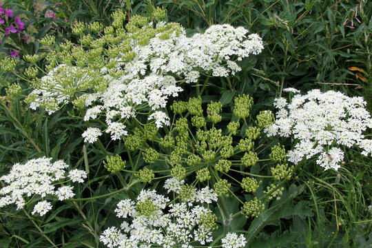 ombrelle di panace comune (Heracleum sphondylium)