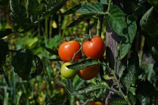 Close-up of ripe and unripe tomatoes growing on a tomato plant in a home vegetable garden