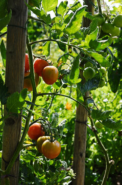 Close-up of ripe and unripe tomatoes growing on a tomato plant in a home vegetable garden