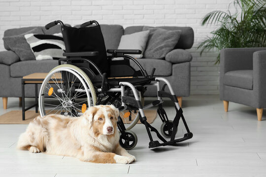 Service dog lying near wheelchair at home