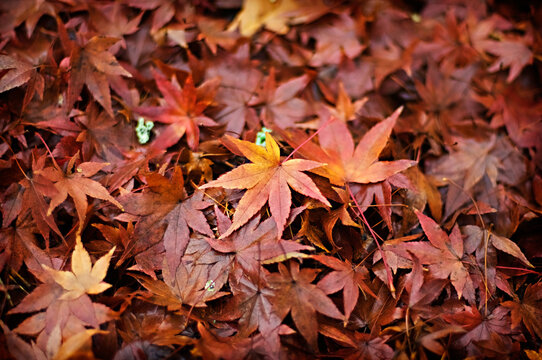 Cluster of fallen red maple leaves on an autumn day with center focus 