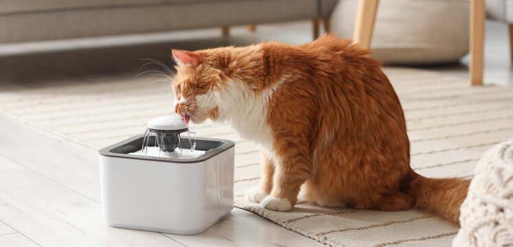 Pet hydration and wellness, ginger cat drinking fresh water from a modern automatic fountain at home