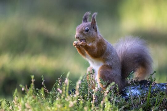 Squirrel (Sciurus vulgaris), Aviemore, Scotland, United Kingdom