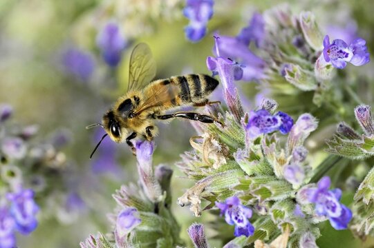 Western honey bee (Apis mellifera), feeding on nectar from a catmint (Nepeta faassenii) flower, Meienberg, Canton of Aargau, Switzerland