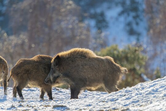 Two young wild boars (Sus scrofa) wrestle with each other in the backlight of the sun in a clearing. Their raised dorsal crests glow in the light. Bavaria, Germany