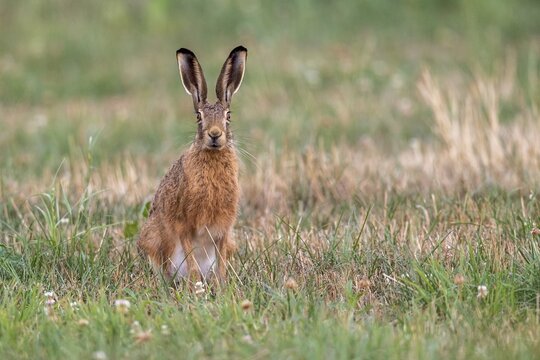 European hare (Lepus europaeus), Vechta, Lower Saxony, Germany