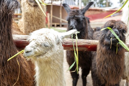 Alpaca and Llama Farm, near Cusco, Peru