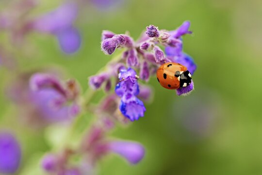 Seven-spot ladybird (Coccinella septempunctata), on a catmint (Nepeta fassenii) flower, Meienberg, Canton of Aargau, Switzerland