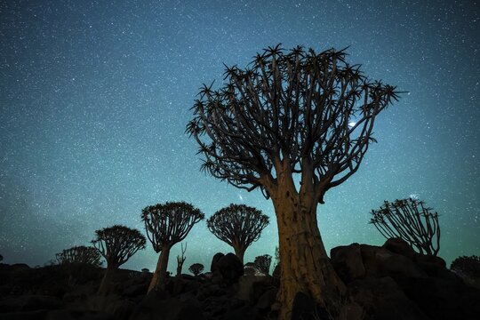 Quiver trees (Aloe dichotoma), night shot with starry sky, quiver tree forest in Garaspark near Keetmanshoop, Karas Region, Namibia