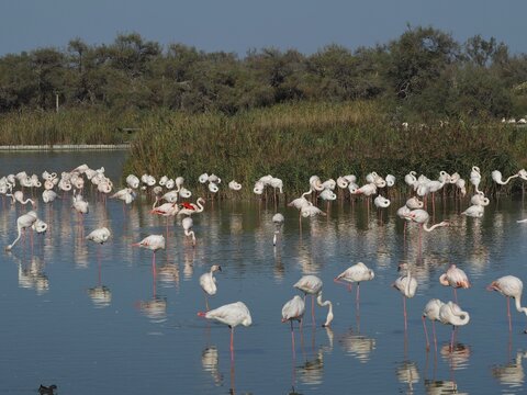 A large flock of flamingos, including greater flamingos (Phoenicopterus roseus), are spread out across a vast expanse of water beneath a clear sky, Camargue, Provence, France