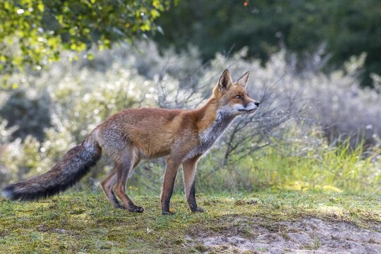 Red fox (Vulpes vulpes), Zandvoort, Netherlands