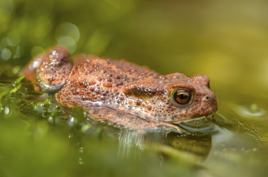 Bufo bufo, common toad, amphibians, amphibians, amphibians, amphibians