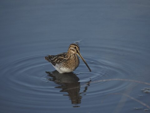 A common snipe (Gallinago gallinago) stands in the still blue water, its reflection visible, Camargue, Provence, France