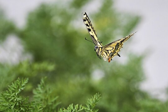 Swallowtail (Papilio machaon), approaching carrot weed (carrot herb), a food source for the caterpillars, Meienberg, Canton of Aargau, Switzerland