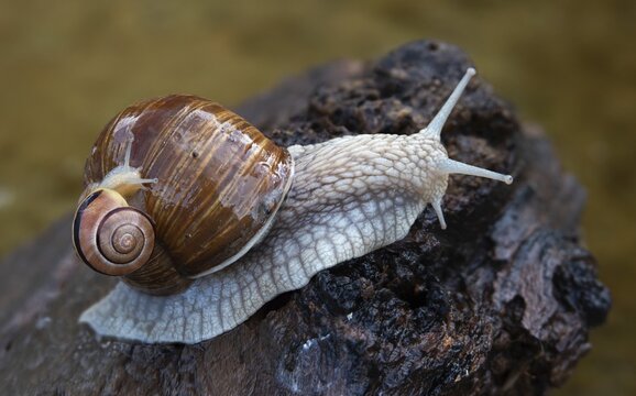 Burgundy snail, banded snails, cepaea, cepaea nemoralis, grove snail, hornworm snail, helicidae, helix pomatia, roman snail, snails, black-mouthed snail, vineyard snail, gastropod, mollusca, snails, snails, molluscs