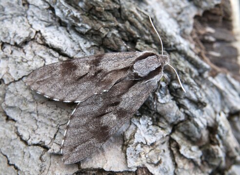 Hyloicus pinastri, pine swarmer, pine hawk moth, sphinx pinastri, pine arrow, butterfly, camouflage, insects, moths, moths, butterfly, camouflage