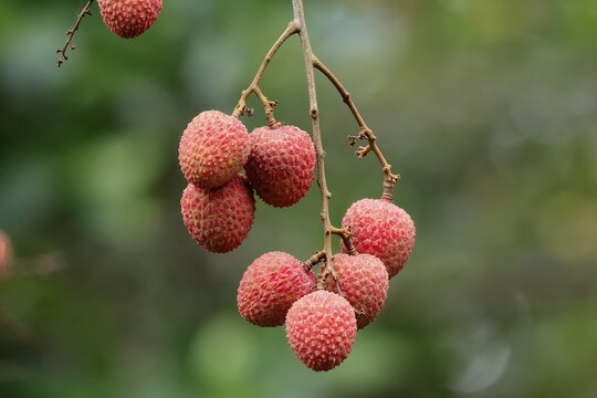 Lychee tree (Litchi chinensis), lychee tree, fruit, ripe, on the tree, Monzi, KwaZulu-Natal, South Africa