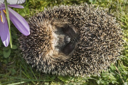 Erinaceus europaeus, hedgehog, insectivora, insectivora, insectivora, adolescent, juvenile, mammals, prickly, mammals, defensive