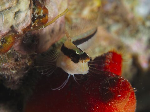 L&auml;ngsstreifen-Schleimfisch (Parablennius rouxi) auf einer roten Seescheide. Tauchplatz Hausriff, Stoja, Pula, Kroatien, Mittelmeer