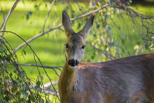 A female roe deer (Capreolus capreolus) eats fresh leaves from a tree