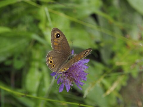 Brown-eyed butterfly (Lasiommata maera) on a purple flower against a background of green leaves, Goms, Canton of Valais, Switzerland