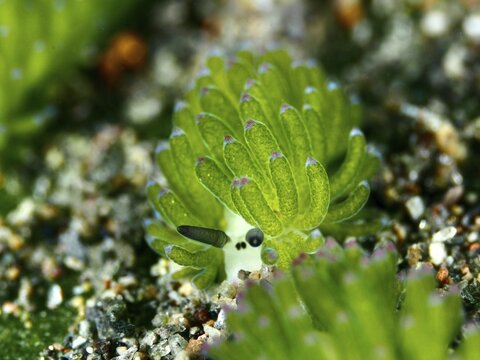 Small green nudibranch, the &lsquo;Shaun the Sheep' nudibranch (Costasiella kuroshimae), on the seabed. The nudibranch is also known as &lsquo;Shaun the Sheep'. Marine nudibranch with kleptoplastids. The chloroplasts, which have been taken up from the green alga Avrainvillea lacerata and stored within its own body, are clearly visible. Body length approx. 3 mm. Dive site: Puri Jati, Umeanyar, Bali, Indonesia