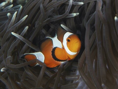 An Ocellaris Clownfish (Amphiprion ocellaris) snuggles into the dark tentacles of a sea anemone in the coral reef, dive site SD, Nusa Ceningan, Nusa Penida, Bali, Indonesia