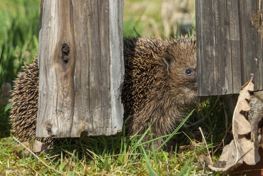 Erinaceus europaeus, hedgehog, insectivora, insectivora, insectivora, mammals, prickly, mammals