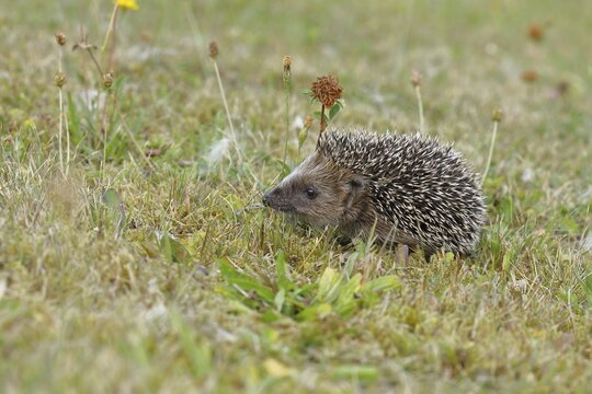 European hedgehog (erinaceus europaeus), juvenile, foraging on the lawn in a garden, Wildlife, Wilnsdorf, North Rhine-Westphalia, Germany