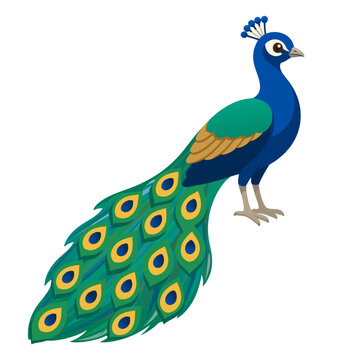 peacock vector illustration