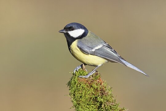 Great Tit (Parus major), perched on a moss-covered branch, wildlife, animals, birds, tits, Wilnsdorf, North Rhine-Westphalia, Germany