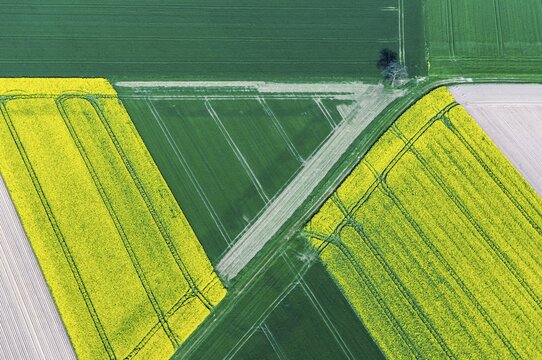 Aerial view of agricultural land with blooming rapeseed, district of Vechta, Oldenburger M&uuml;nsterland, Goldenstedt, Lower Saxony, Germany