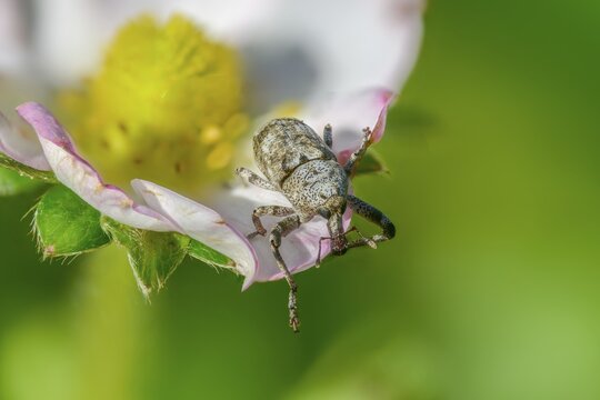Gasterocercus depressirostris, oak bark weevil, flat nose weevil, beetle, coleoptera, insects, beetles