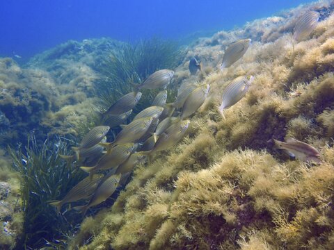 A shoal of fish, a golden shoal (Sarpa salpa), swims over an algae-covered underwater slope in the blue Mediterranean Sea near Hy&egrave;res, dive site Giens Peninsula, Provence Alpes C&ocirc;te d'Azur, France