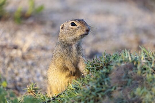 A fully grown ground squirrel (Spermophilus citellus) sits on gravel next to green vegetation on a sunny day in hilly terrain. Austria