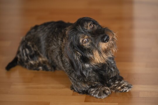 Rough-haired dachshund, male dog, lying on parquet, holding head at an angle, astonished, Stuttgart, Baden-W&uuml;rttemberg, Germany