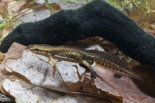 Threaded newt, Lissotriton helveticus, palmate newt, Triturus helveticus, amphibians, amphibians, caudata, amphibians, males, newts, newts, tailed amphibians, water newts