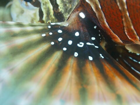 Close-up of a colourful fish fin with intricate patterns and vibrant colours, taken of a zebra dwarf lionfish (Dendrochirus zebra) at the Twin Reef dive site, Penyapangan, Bali, Indonesia