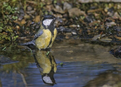 Great tit, great tit, parus major, bath, bird bath, birds, tit, mirror, passeri, songbirds, songbirds, mirror image, tits, watering place, birdbath, birds, watering place