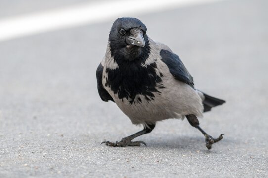 Corvus cornix, hooded crow, misty crow, Sweden, birds, Corvidae family of birds, passeri, corvids, songbirds, Sweden, birds