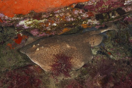 A marbled electric ray (Torpedo marmorata) hides in a rocky reef under water. Dive site Cap de Creus Marine Reserve, Rosas, Costa Brava, Spain, Mediterranean Sea