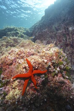 Mediterranean red sea star (Echinaster sepositus) in the Mediterranean Sea near Hy&egrave;res. Dive site Giens Peninsula, C&ocirc;te dAzur, France