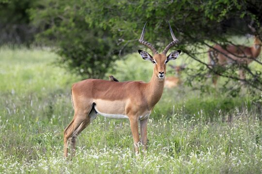 Black-heeled antelope (Aepyceros melampus), adult, male, alert, Kruger National Park, South Africa