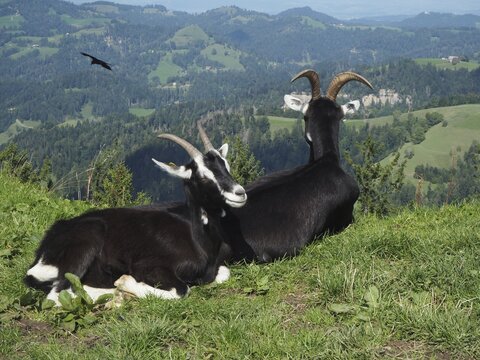 Two goats, domestic goats (Capra aegagrus hircus), are relaxing together in a hilly mountain landscape, H&uuml;ttchopf, T&ouml;sstal, Canton of Zurich, Switzerland