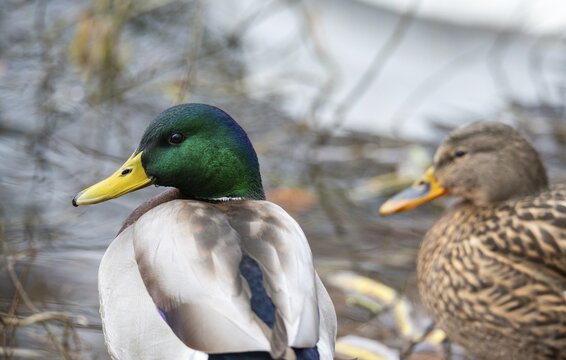 Anas platyrhynchos, mallard, mallard, anatidae, birds, ducks, ducks, ducks, drakes, male, birds, waterbirds, waterbirds